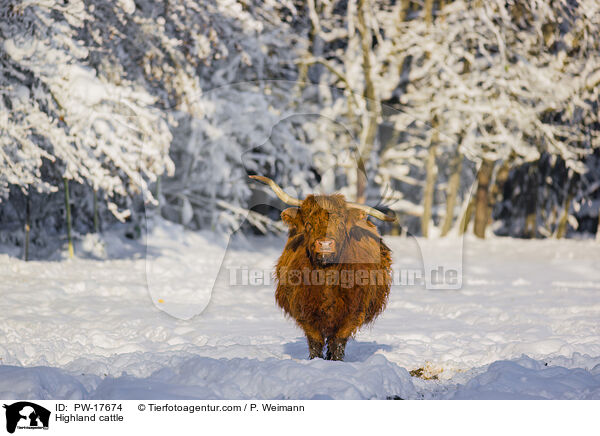 Highland cattle / PW-17674
