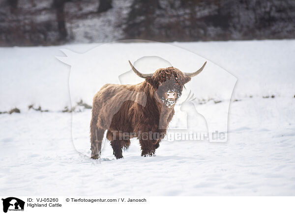 Hochlandrind / Highland Cattle / VJ-05260