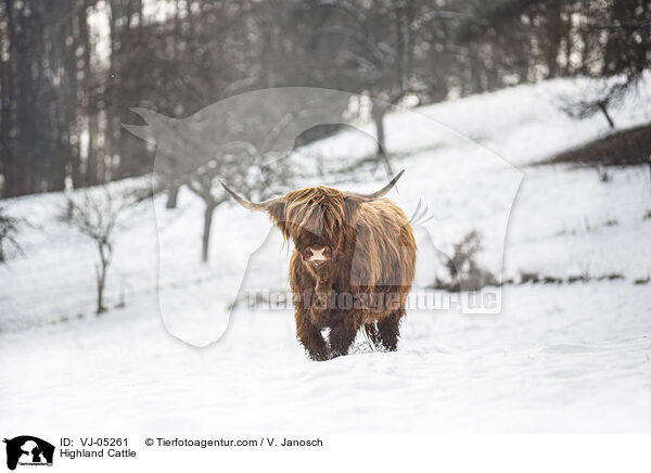 Highland Cattle / VJ-05261