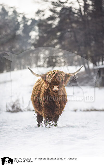 Highland Cattle / VJ-05262
