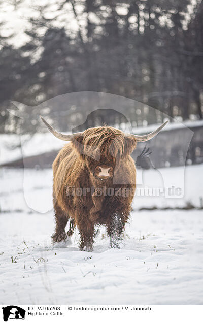 Highland Cattle / VJ-05263