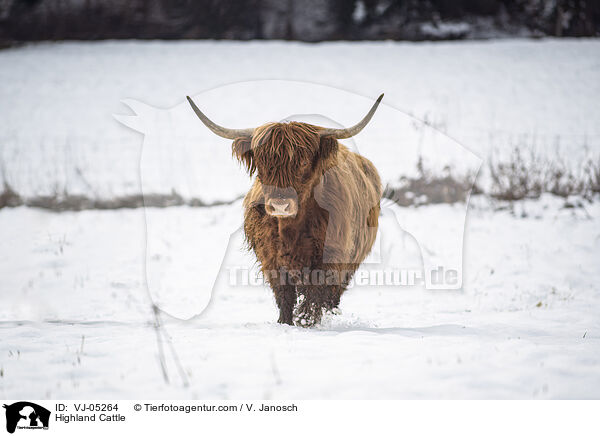 Highland Cattle / VJ-05264