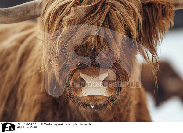 Highland Cattle / VJ-05265