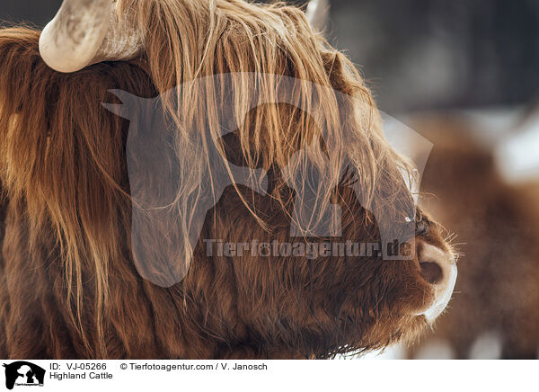 Hochlandrind / Highland Cattle / VJ-05266