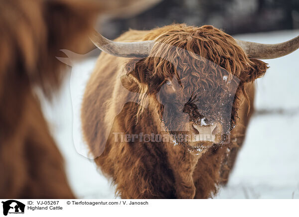 Highland Cattle / VJ-05267