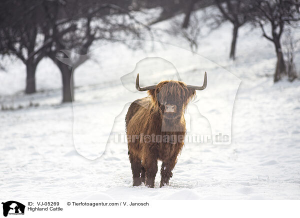 Highland Cattle / VJ-05269