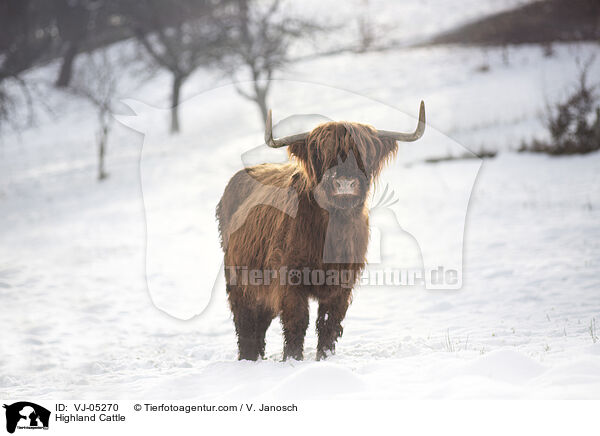 Highland Cattle / VJ-05270