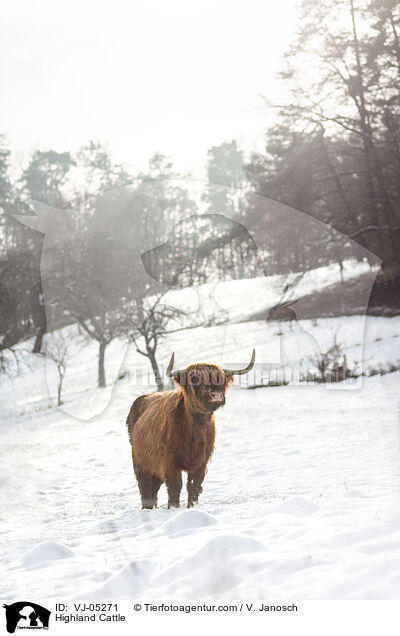 Highland Cattle / VJ-05271