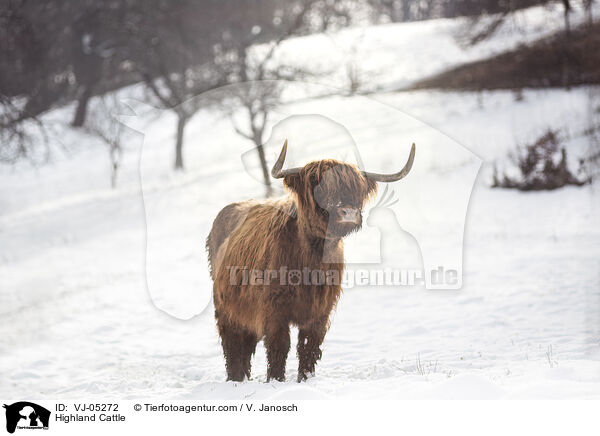 Highland Cattle / VJ-05272