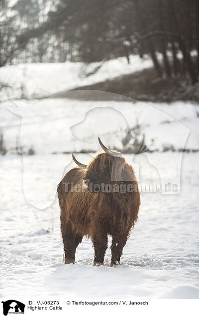 Highland Cattle / VJ-05273