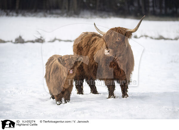 Highland Cattle / VJ-05274