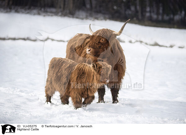 Hochlandrinder / Highland Cattle / VJ-05275