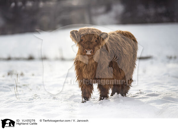 Hochlandrind / Highland Cattle / VJ-05276
