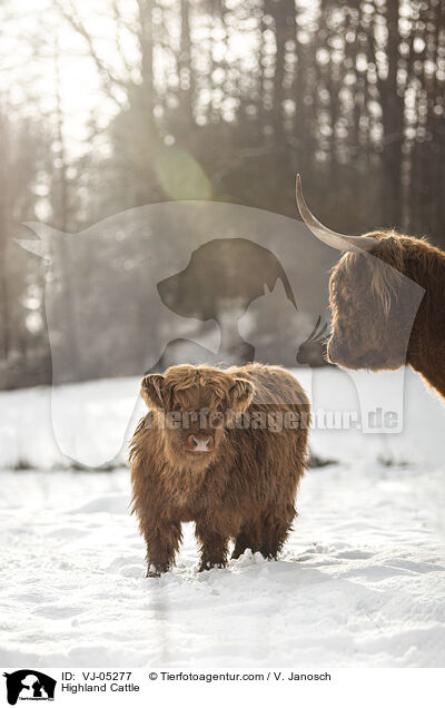 Highland Cattle / VJ-05277
