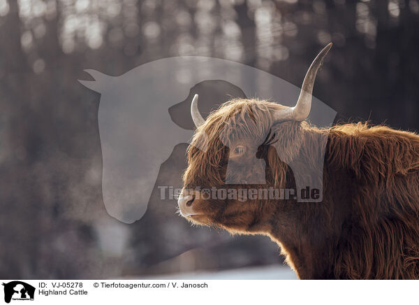 Highland Cattle / VJ-05278
