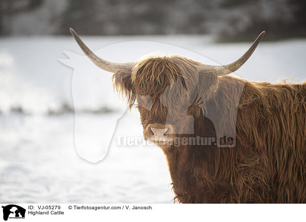 Hochlandrind / Highland Cattle / VJ-05279