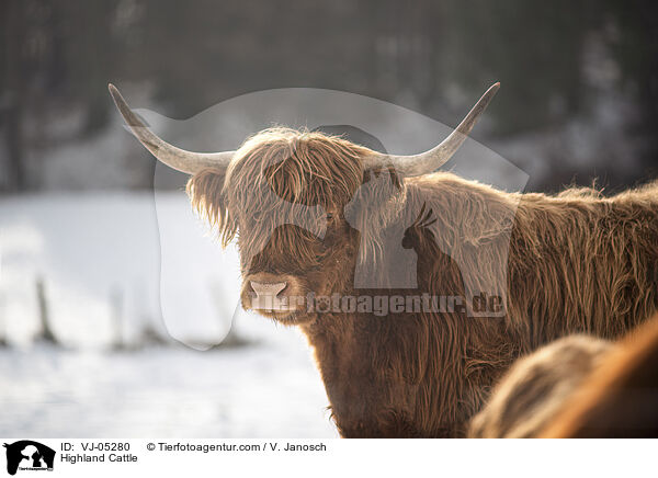 Highland Cattle / VJ-05280