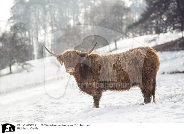 Highland Cattle / VJ-05282