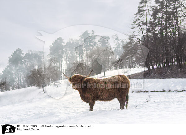 Highland Cattle / VJ-05283