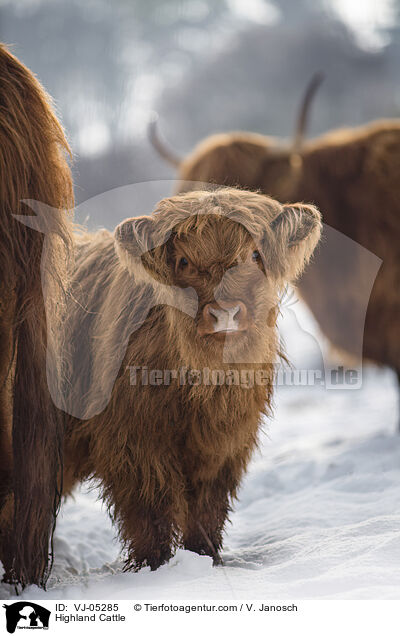 Hochlandrinder / Highland Cattle / VJ-05285