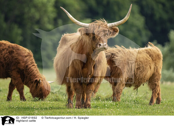 Highland cattle / HSP-01692