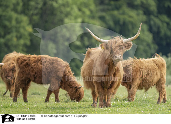 Hochlandrinder / Highland cattle / HSP-01693
