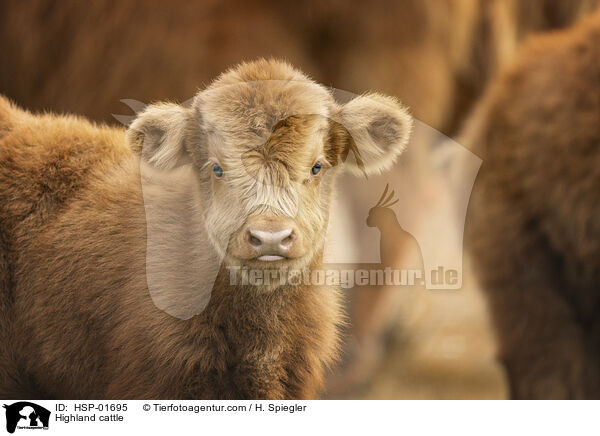 Highland cattle / HSP-01695