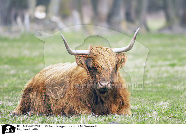 Hochlandrind / Highland cattle / MAW-01284