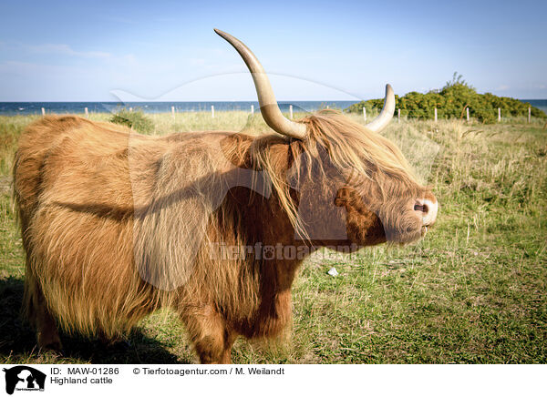 Highland cattle / MAW-01286