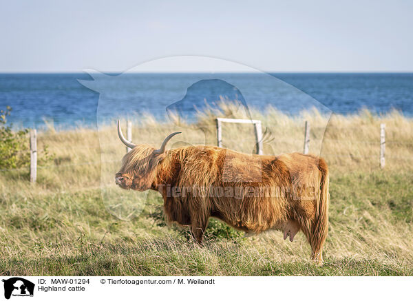 Hochlandrind / Highland cattle / MAW-01294