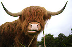 Highland-cattle