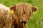 Highland Cattle