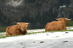 Highland cattles