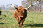 Highland cow