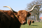 Highland cow