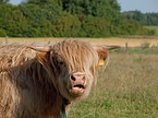 Highland cattle