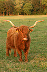 Highland cattle