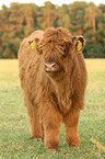 Highland cattle