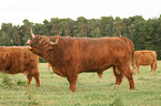 Highland cattles