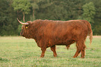 Highland cattle