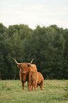 Highland cattles