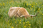 Highland cattle