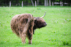 highland cattle