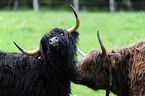 highland cattles