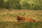 Highland cattle