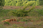 Highland cattle