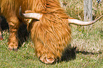 Highland cattle