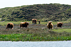 Highland cattles