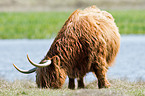 Highland cattle