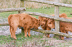 Highland cattles